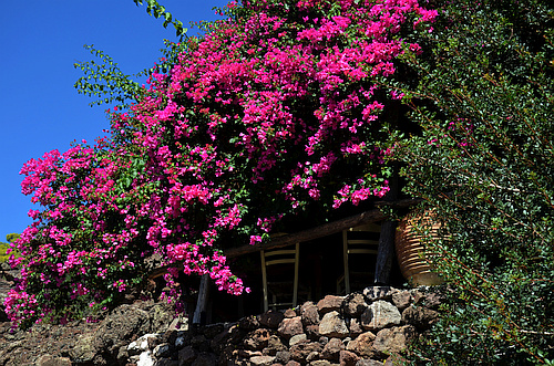 taverna behind plants