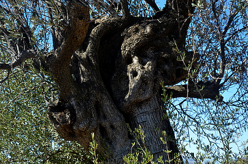 olive tree