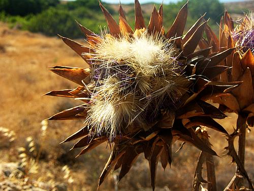 Agia Fotia thistle