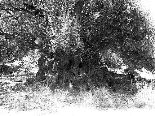 ancient olive tree