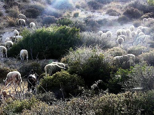 sheep at Phournou Koryphi