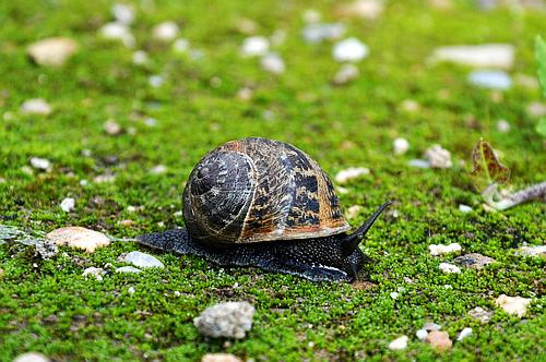 snail