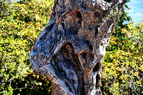 olive tree trunk