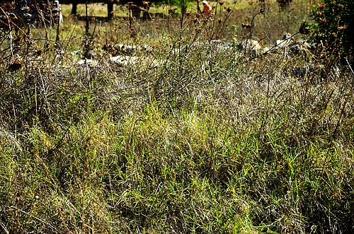 sanctuary of Poseidon