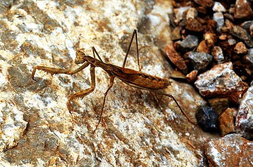 Mantis religiosa