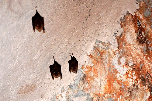 bats in Avgou monastery