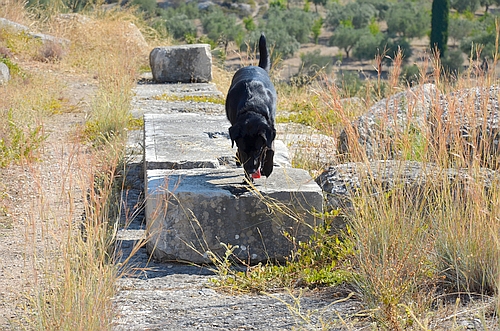 Argive Heraion with dog