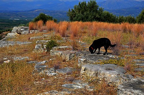 Argive Heraion with dog