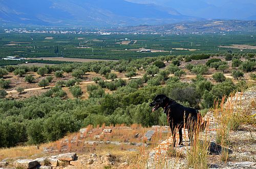 Argive Heraion with dog