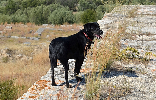 Argive Heraion with dog