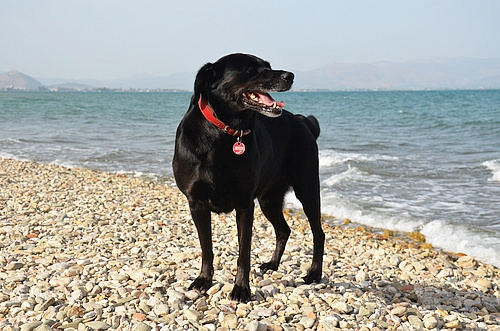 dog at the beach