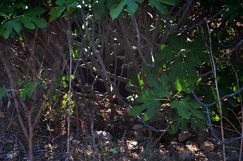 overgrown chamber tomb