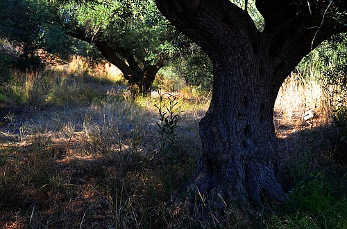 olive trees