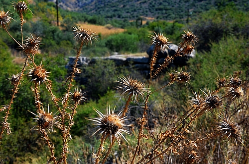 Mycenaean bridge and thistles