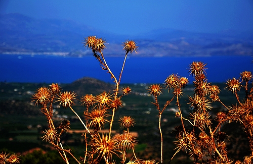 thistles and landscape