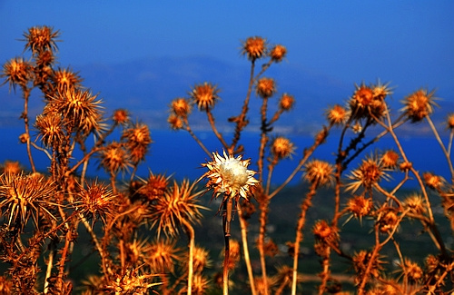thistles and landscape