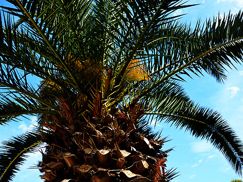 palm tree
