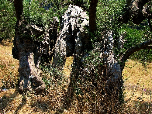 olive trees