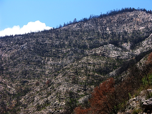 forest destroyed by fires