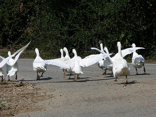 geese on the road