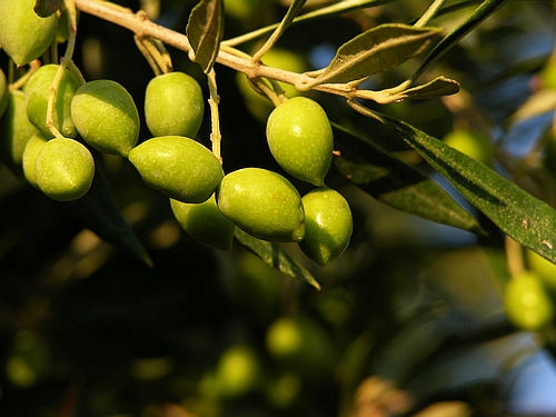 olive tree