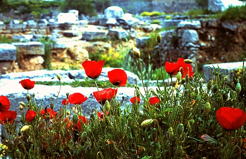 flowers in ancient Corinth