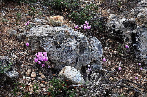 stones and flowers