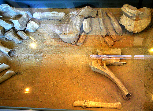 skeleton of a sacrificed horse