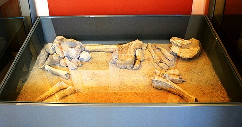 skeleton of a sacrificed horse