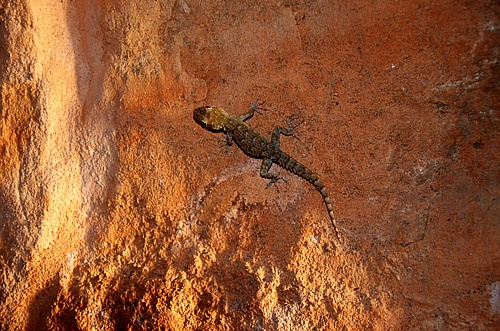 salamander in the tunnel of the stadium