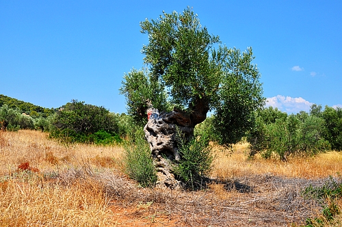 olive tree
