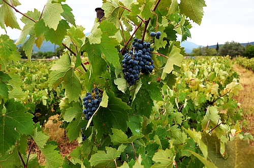 grapevines