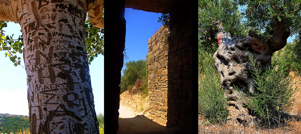 Tholos IV and trees at Ano Englianos
