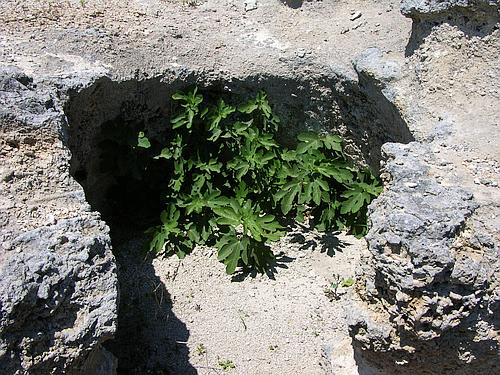 Volimidia chamber tomb cemetery