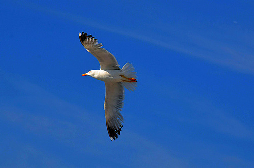 seagull