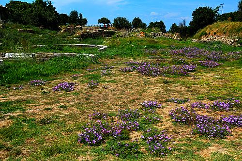 flowers in ancient Troy