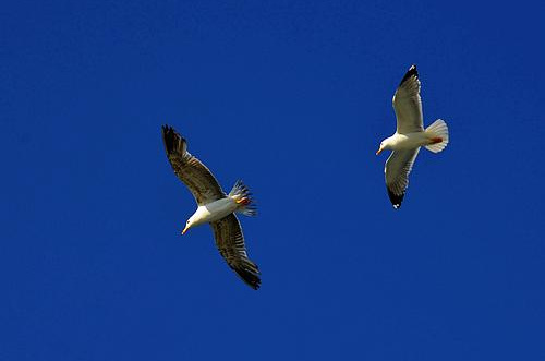 sea gulls